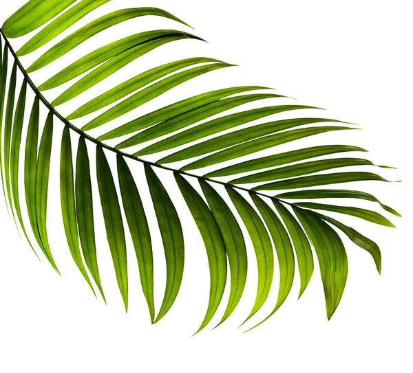 Folha verde de palmeira no fundo branco — Fotografia de Stock