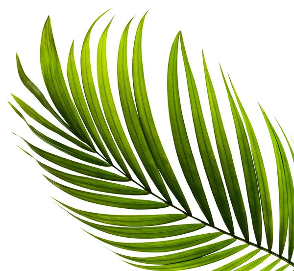 Beyaz arkaplanda yeşil palmiye yaprağı — Stok fotoğraf