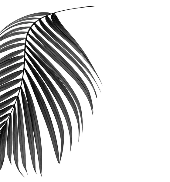 Fekete levelek pálmafa fehér háttér — Stock Fotó