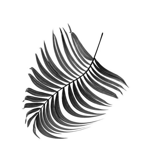 Beyaz arkaplanda palmiye yaprakları