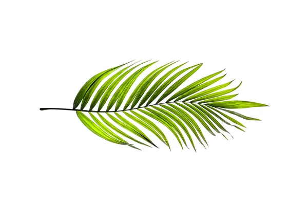 Зеленые листья пальмы на белом фоне — стоковое фото