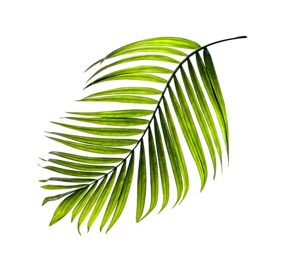 Grüne Blätter der Palme auf weißem Hintergrund — Stockfoto