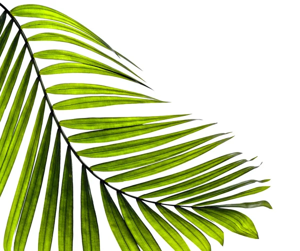 Green leaves of palm tree on white background — Stock Photo, Image