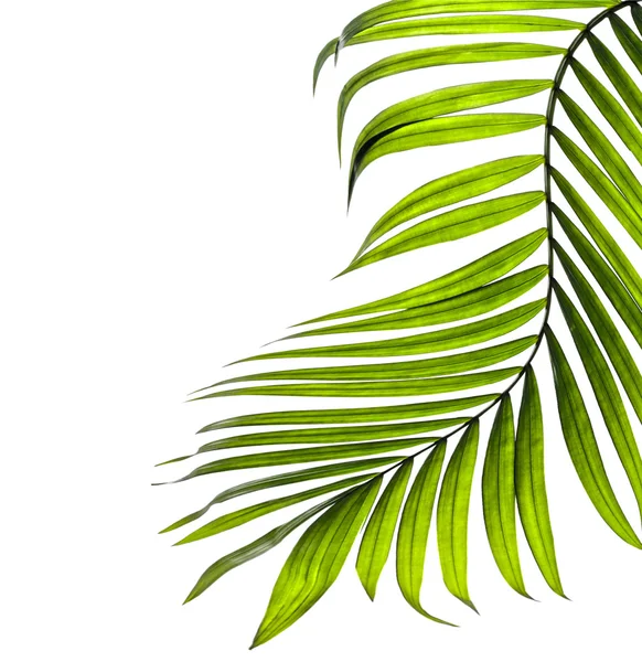 Feuilles vertes de palmier sur fond blanc — Photo