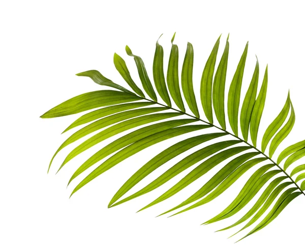 Zöld levelek pálmafa fehér háttér — Stock Fotó