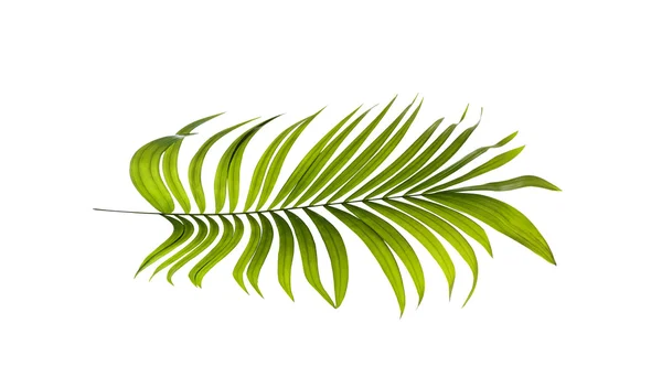 Зелене Листя Пальми Білому Тлі — стокове фото