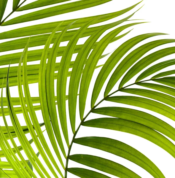 Foglie verdi di palma su sfondo bianco — Foto Stock