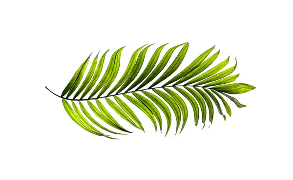 Zöld levelek pálmafa fehér háttér — Stock Fotó