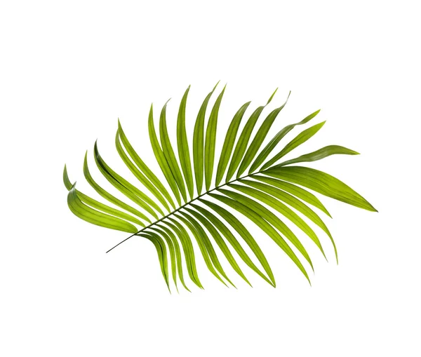 Zelené listy palmy na bílém pozadí — Stock fotografie