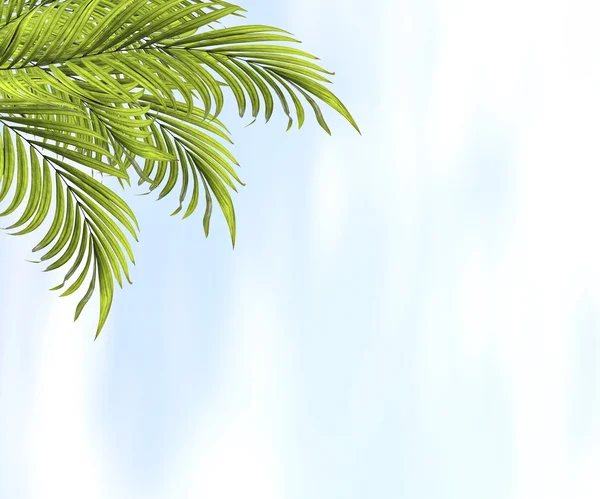 Folha verde de fundo palmeira — Fotografia de Stock