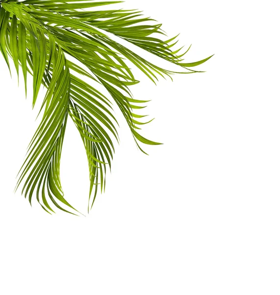 Folha Verde Palmeira Fundo Branco — Fotografia de Stock