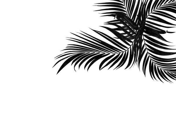 Hoja negra de palmera fondo blanco — Foto de Stock