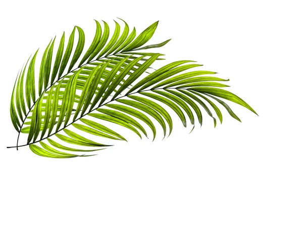 Grönt löv av palm på vit bakgrund — Stockfoto