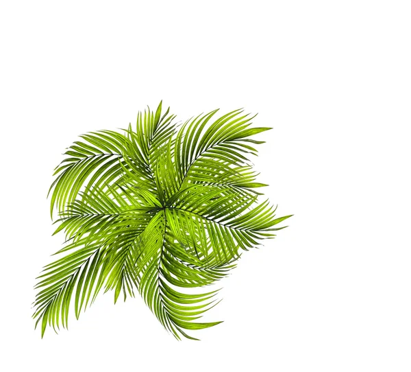 Zöld levél pálmafa fehér háttér — Stock Fotó