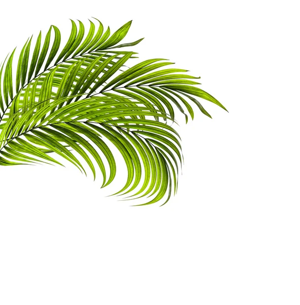 Grünes Blatt der Palme auf weißem Hintergrund — Stockfoto