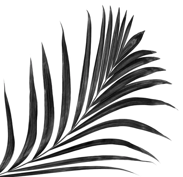 Zwart Blad Van Palmboom Geïsoleerd Witte Achtergrond — Stockfoto