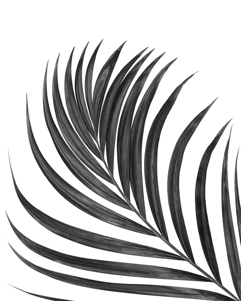 Чорний лист пальми ізольований на білому фоні — стокове фото
