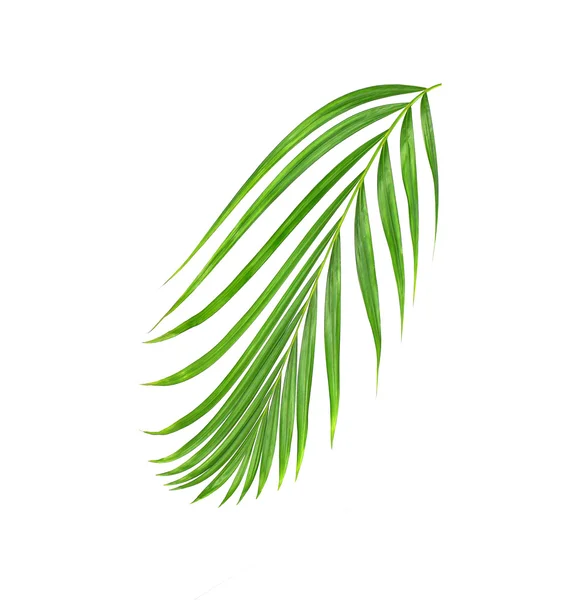 Groene blad van palmboom achtergrond — Stockfoto