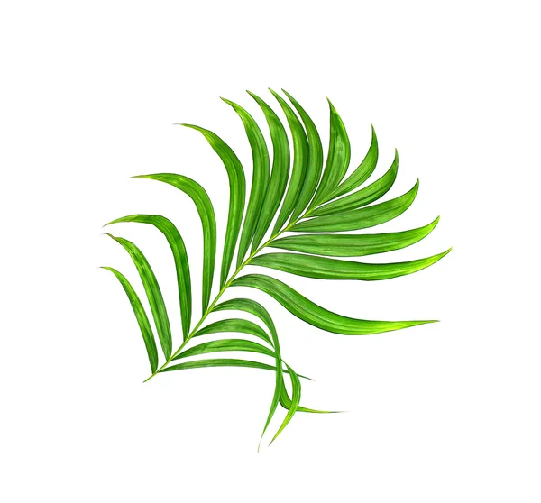 Grünes Blatt der Palme Hintergrund — Stockfoto