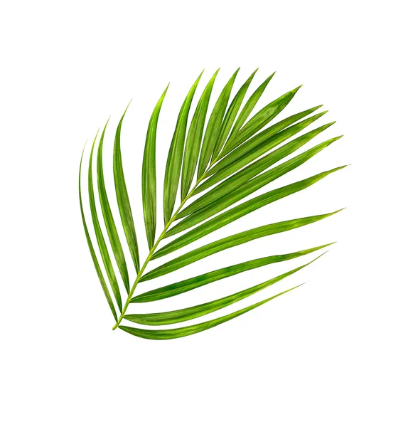 Grünes Blatt der Palme Hintergrund — Stockfoto