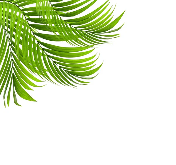 Zöld levél pálmafa háttér — Stock Fotó