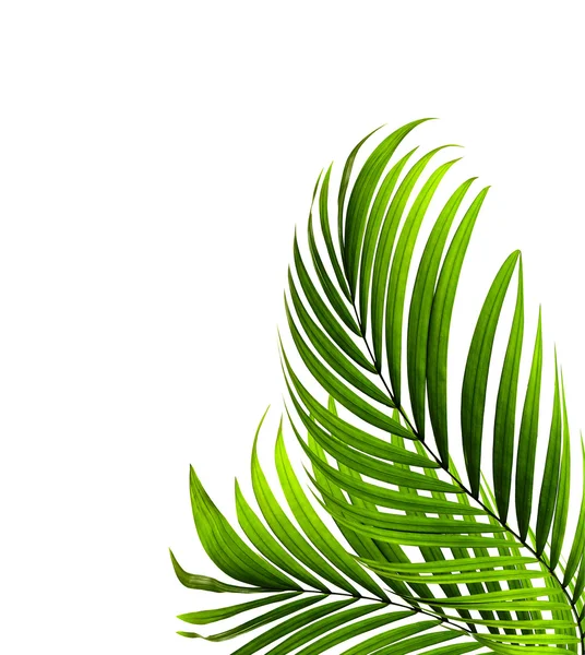 Grönt blad av palm bakgrund — Stockfoto