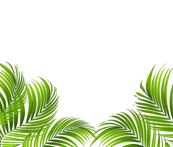 Palmiye ağacının yeşil yaprağı — Stok fotoğraf