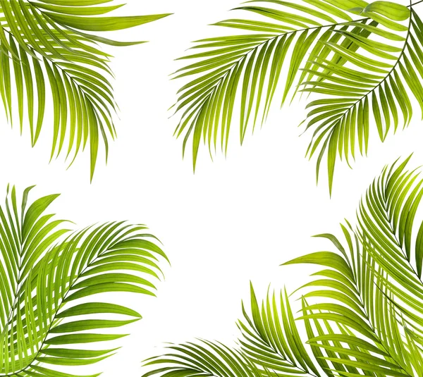 Zelený list palmy pozadí — Stock fotografie