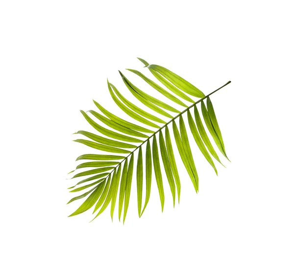 Green leaves of palm tree on white background — Stock Photo, Image