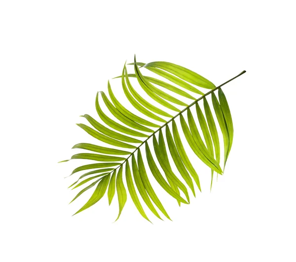 Grüne Blätter der Palme auf weißem Hintergrund — Stockfoto