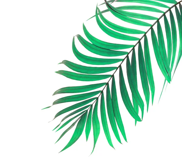 Hojas verdes de palmera sobre fondo blanco — Foto de Stock