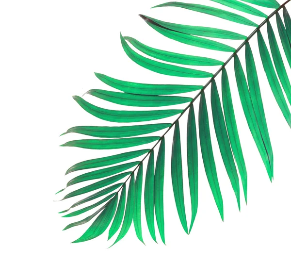 Beyaz arkaplanda yeşil palmiye yaprakları — Stok fotoğraf