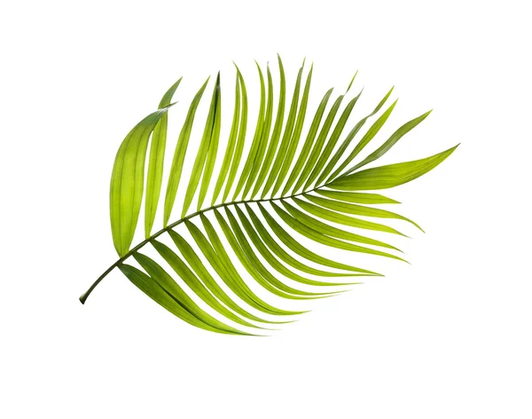 Hoja verde de palmera sobre fondo blanco — Foto de Stock