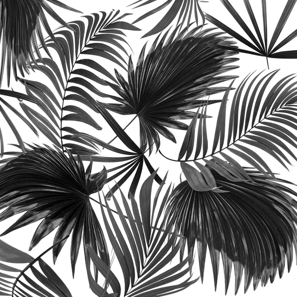 Svarta Blad Palm Vit Bakgrund — Stockfoto