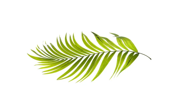 Grüne Blätter der Palme auf weißem Hintergrund — Stockfoto