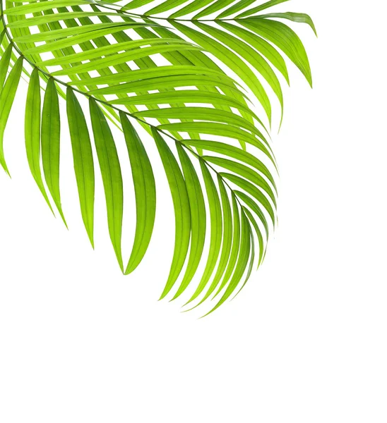 Зеленый лист пальмового фона — стоковое фото