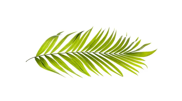 Hojas verdes de palmera sobre fondo blanco — Foto de Stock