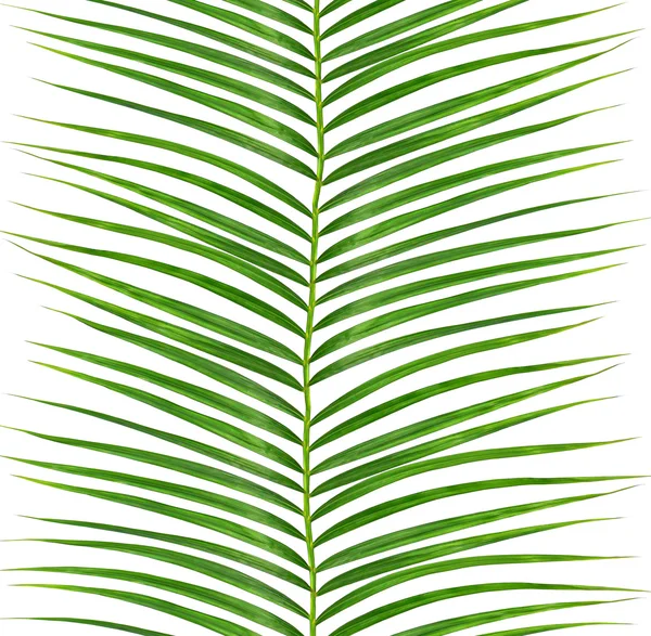 Hojas verdes de palmera aisladas sobre fondo blanco —  Fotos de Stock