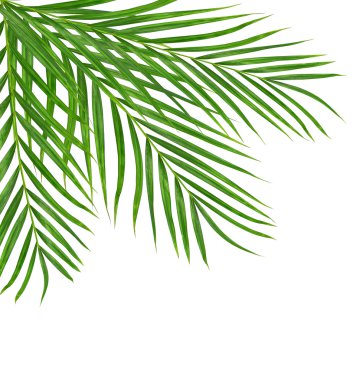 Beyaz arkaplanda izole edilmiş yeşil palmiye yaprakları