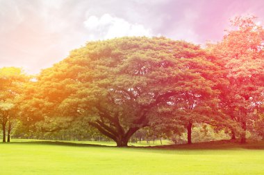 Büyük ağaçlar bahçesinde bulunan seri çekim ışık
