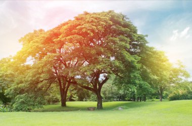 Büyük ağaçlar bahçesinde bulunan seri çekim ışık