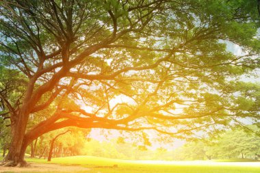 patlama ışık ile dalları ile büyük ağaç