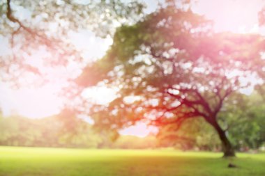 Bulanık park, doğal arka plan ile ışık patladı.