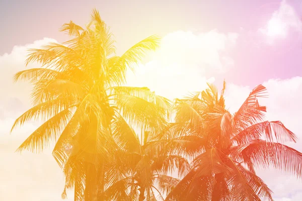Coconut Palm Trees Summer — Stock Photo, Image