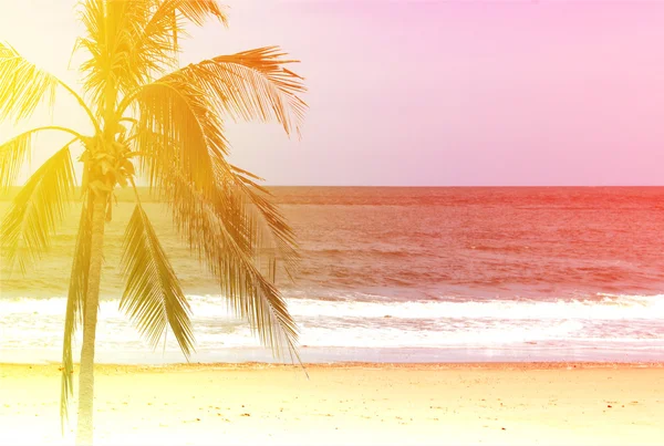 Cocos palmbomen bij zonsondergang op achtergrond — Stockfoto