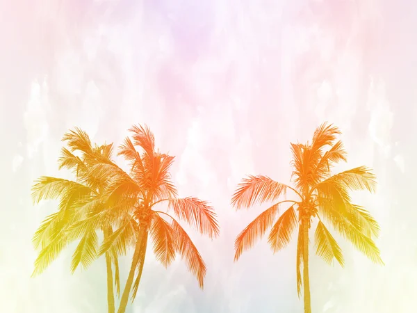 Coconut palm trees at sunset in background — Stock Photo, Image