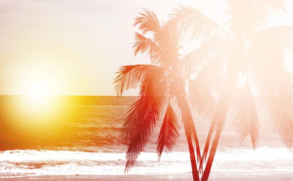 Kokosové palmy při západu slunce v pozadí — Stock fotografie
