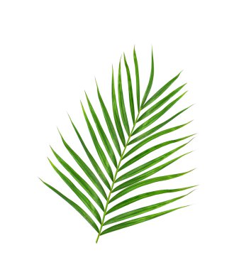 Beyaz arkaplanda izole edilmiş yeşil palmiye yaprakları