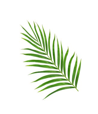Beyaz arkaplanda izole edilmiş yeşil palmiye yaprakları