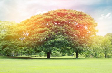 Büyük ağaçlar bahçesinde bulunan seri çekim ışık